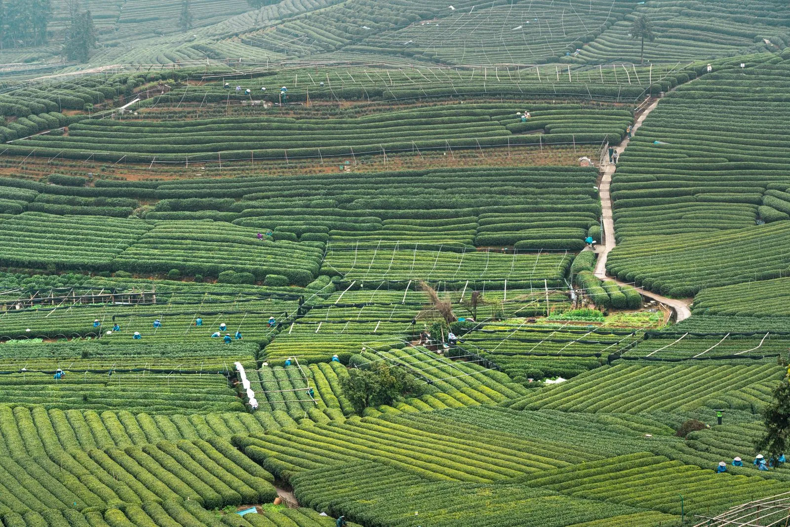 Longjing tea terraces aerial view