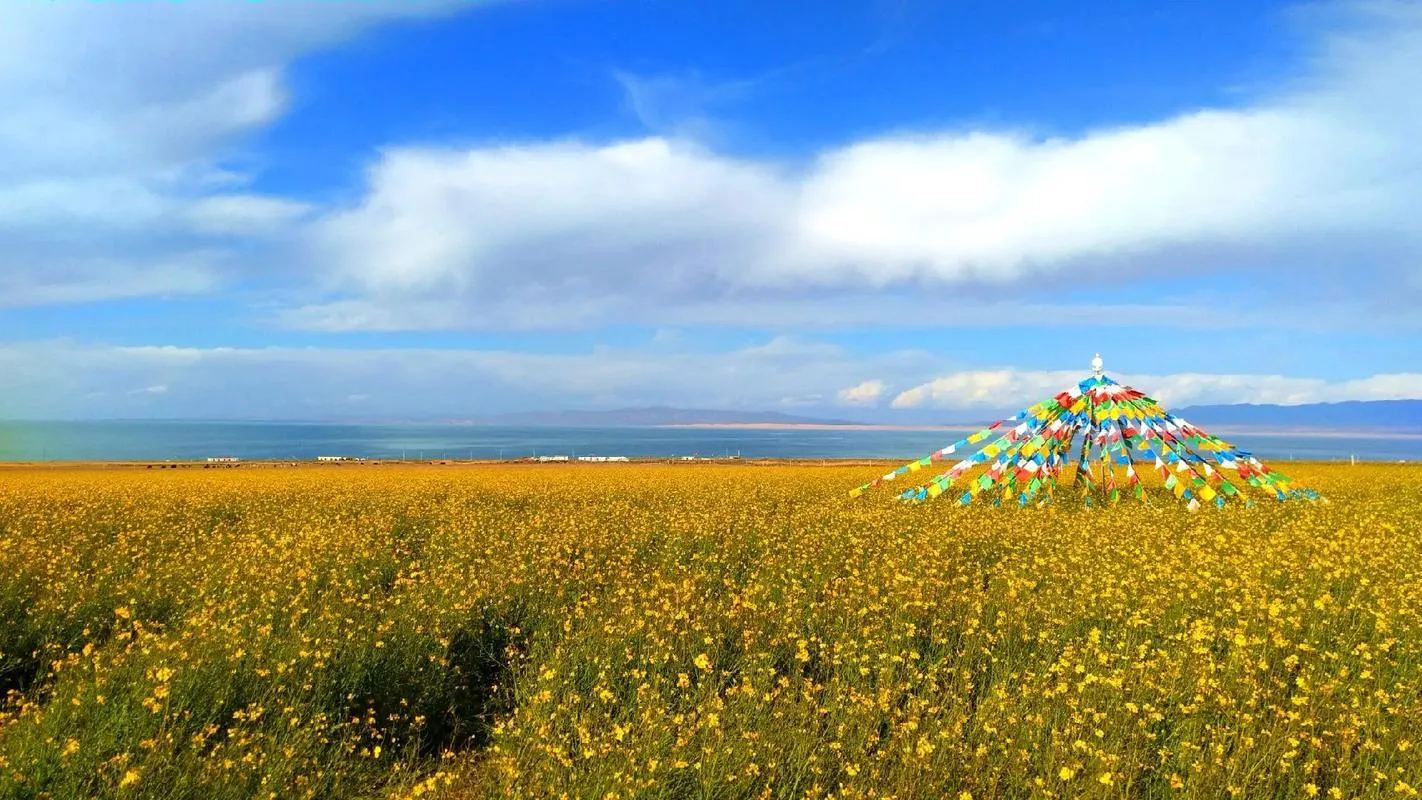 Qinghai Lake rapeseed fields in July