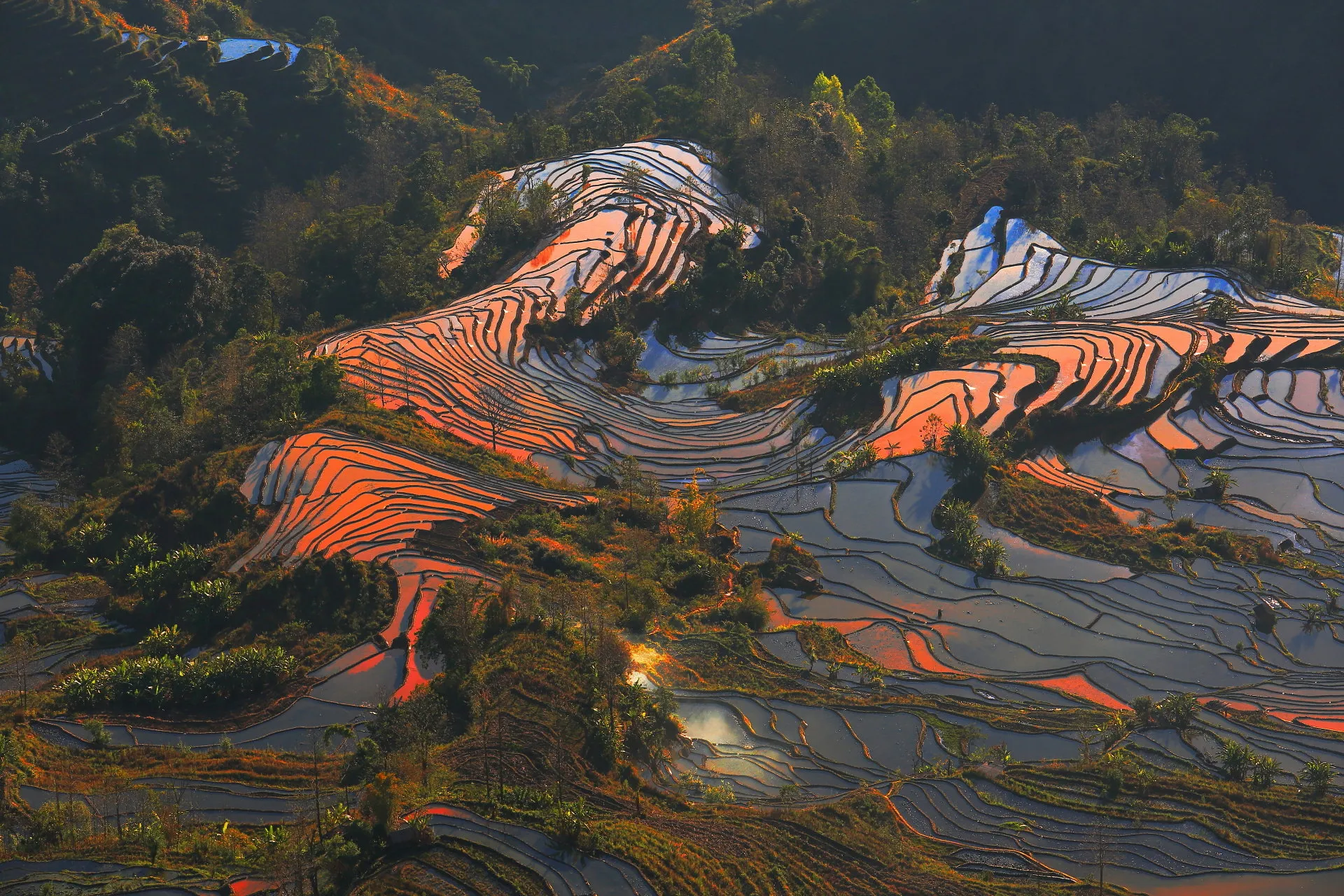 Bada rice terraces at sunset, golden and pink light reflecting off flooded paddies