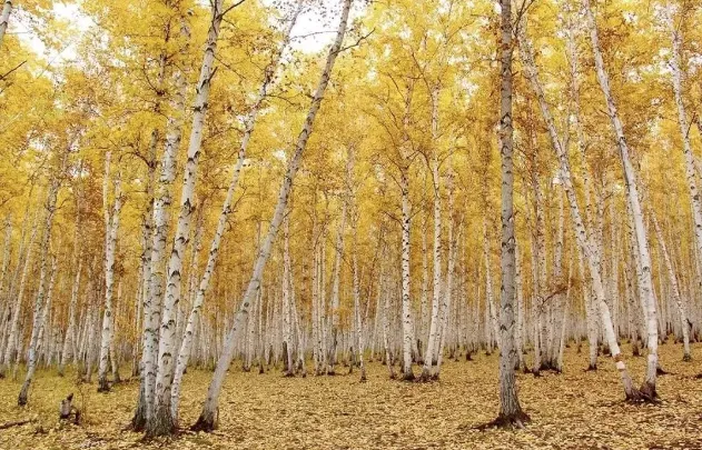 Golden birch forest in the Kanas valley