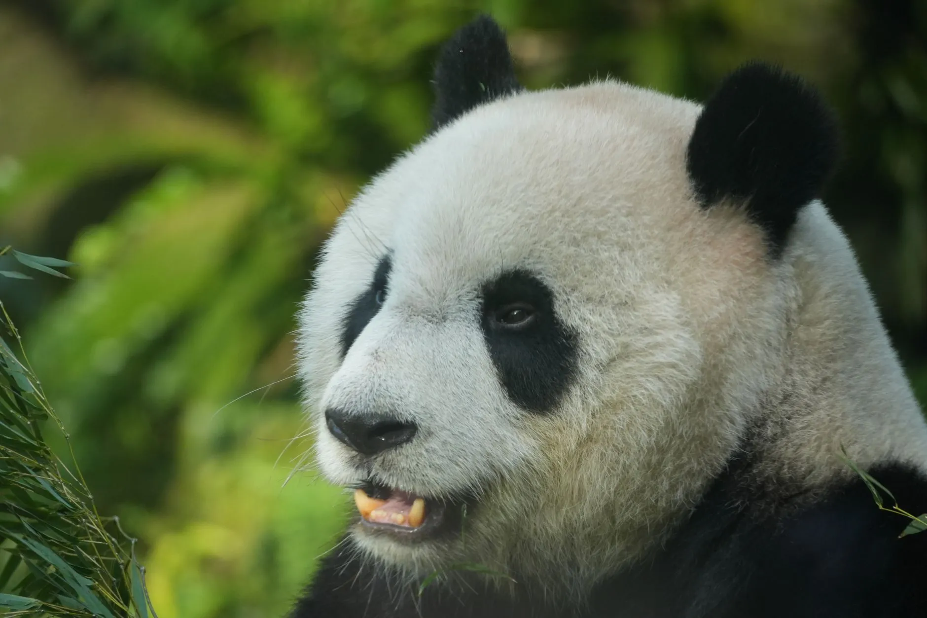 A giant panda up close at the Chengdu base