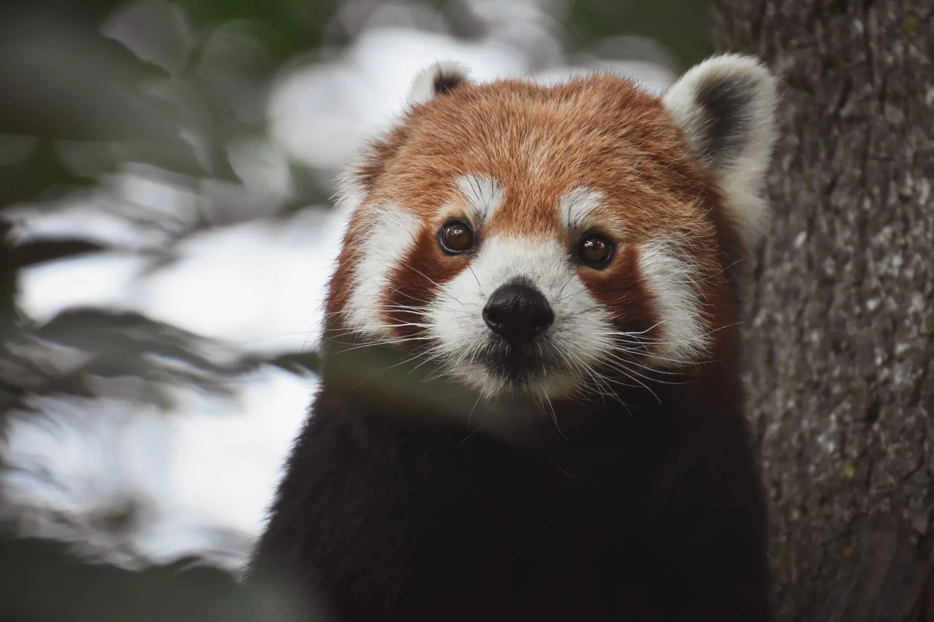 A red panda at the Chengdu base's Red Panda Yard