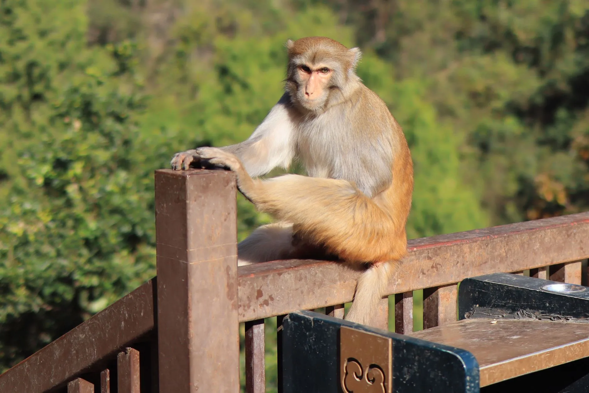 A Tibetan macaque in Emei's ecological monkey zone — keep bags and snacks close