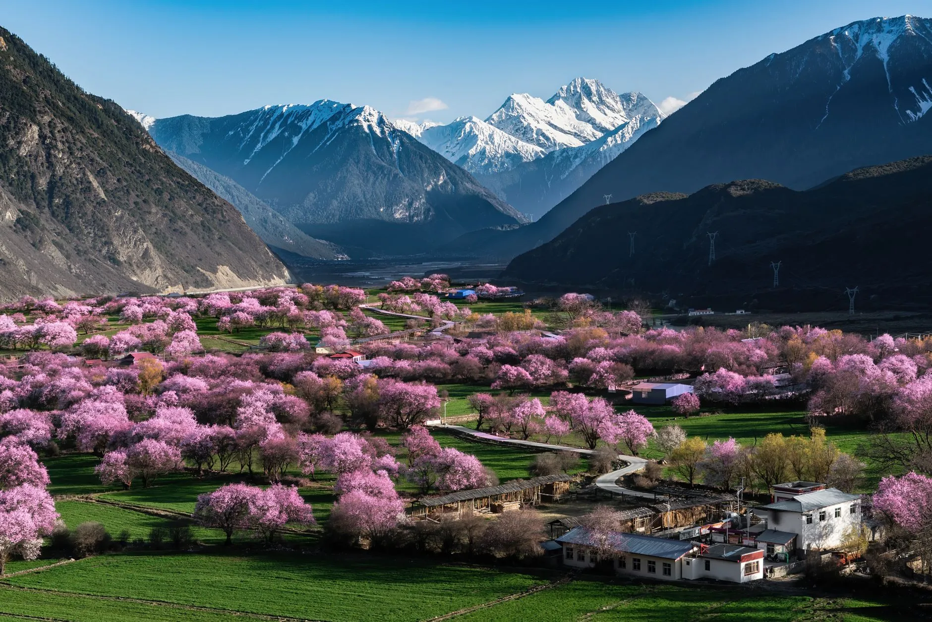 Pink peach blossom trees fill a village valley beneath snow-capped mountains