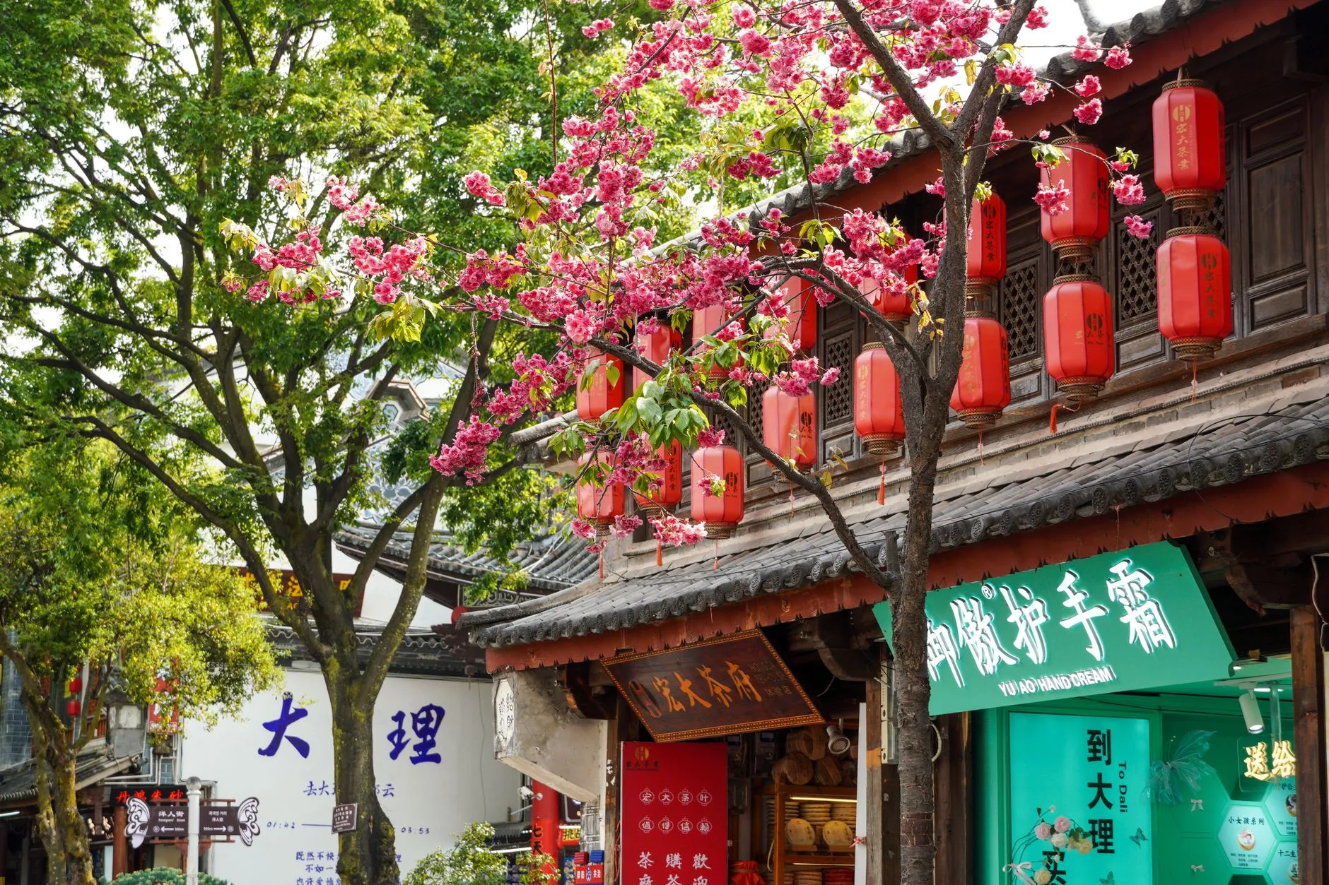 Pink cherry blossoms and red lanterns above an old-town street in Dali, Yunnan