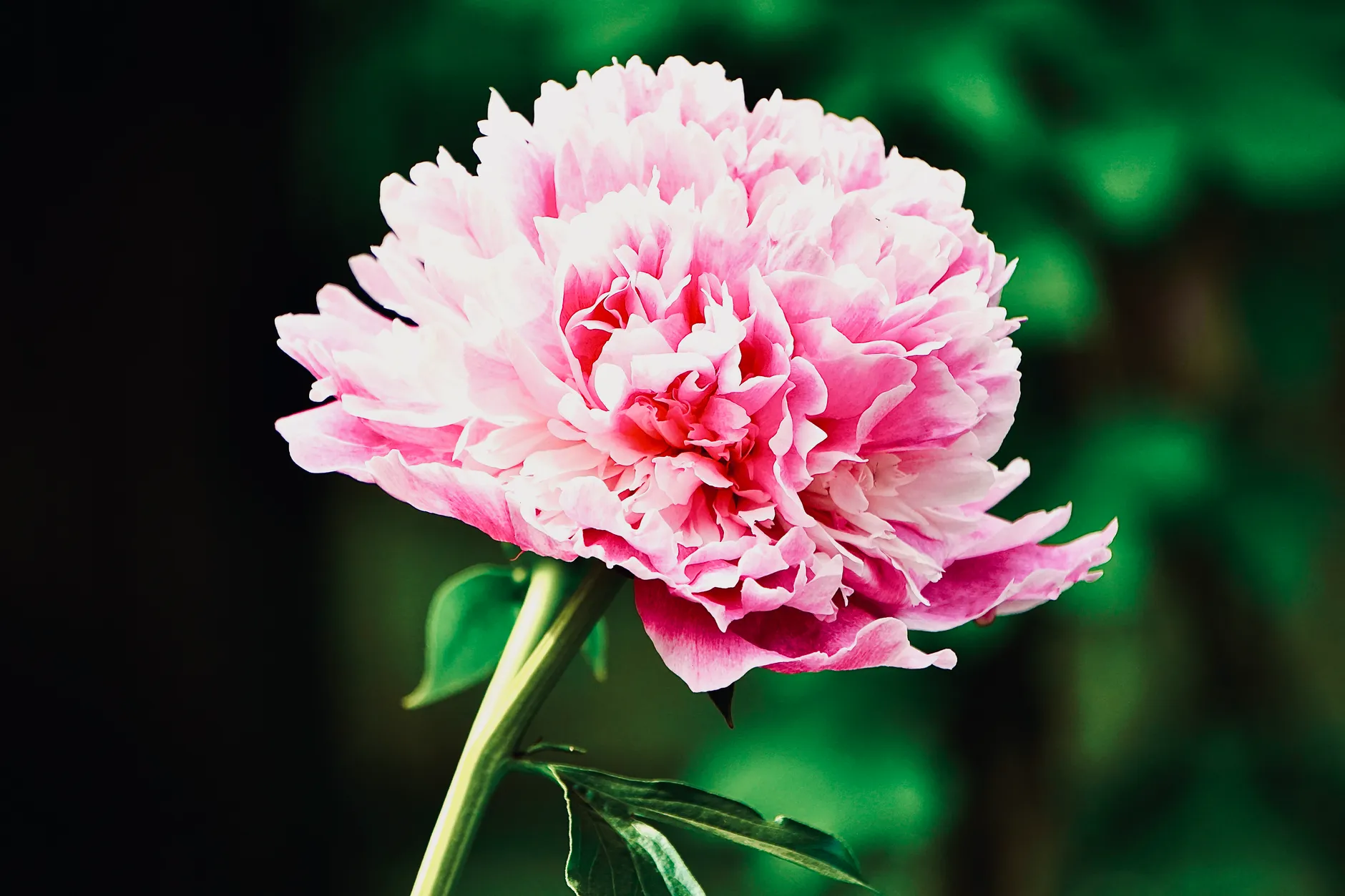 A pink tree peony in full bloom
