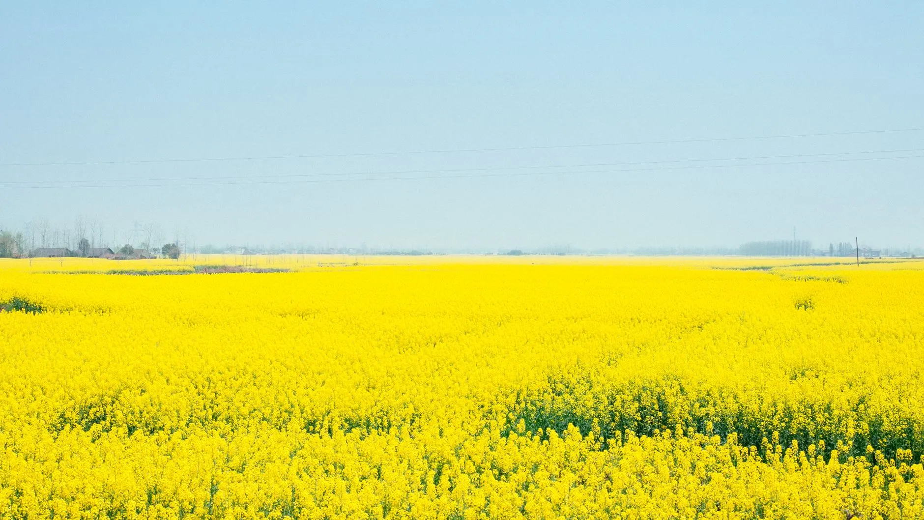 Rapeseed flower fields stretching to the horizon under a pale blue spring sky