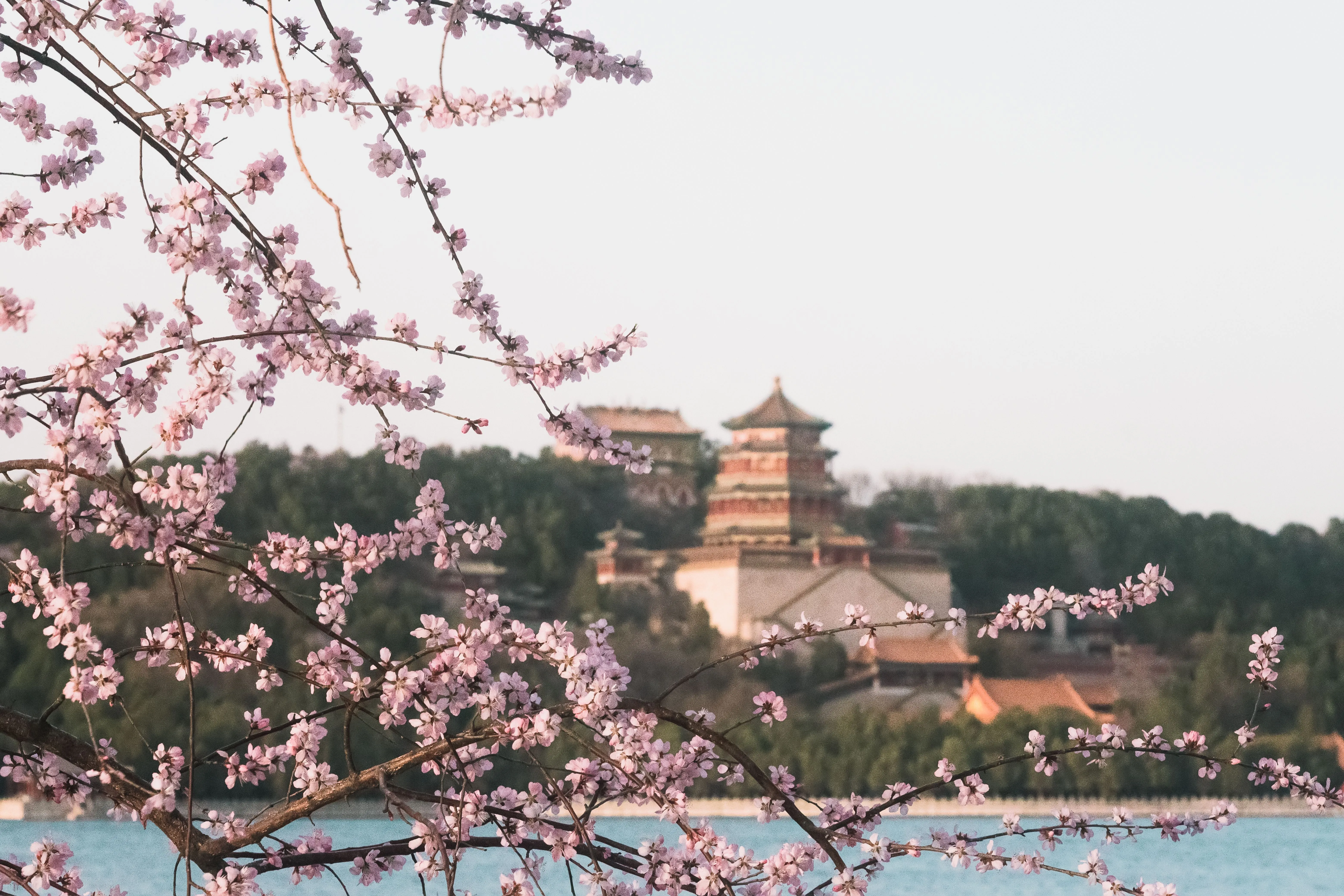 Spring blossoms frame the Summer Palace's Tower of Buddhist Incense across Kunming Lake in Beijing