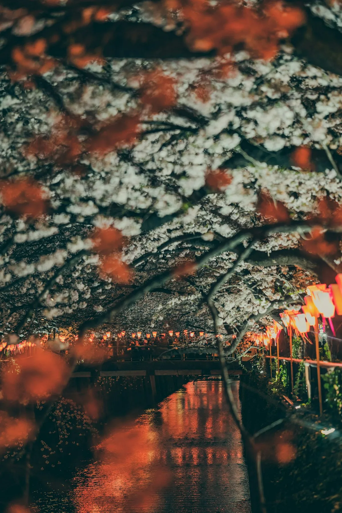 Cherry blossoms along West Lake in Hangzhou during spring